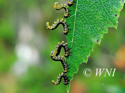 Dusky Birch Sawfly (Craesus latitarsus)